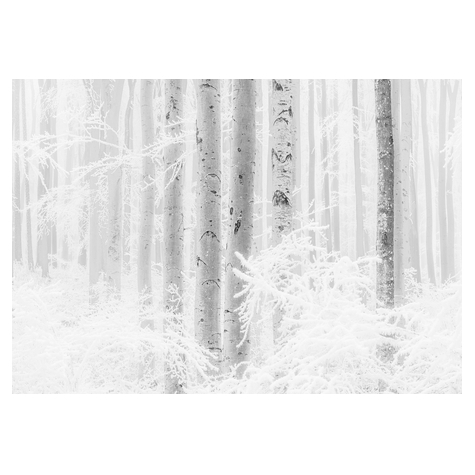 Papier peint photo - winter wood - dimensions 400 x 280 cm