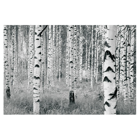 Vlies Fototapete - Woods - Größe 400 X 270 Cm