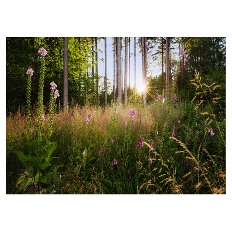 Vlies Fototapete - Summer Glade  - Größe 350 X 250 Cm