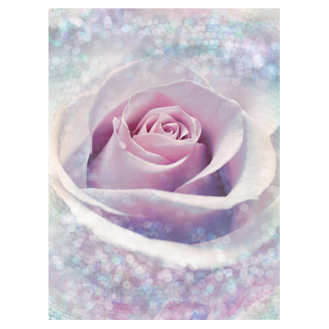 Carta Da Parati Adesiva Fotografica  - Delicate Rose - Dimensioni 200 X 260 Cm
