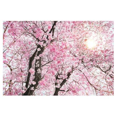 Papier peint photo - bloom - dimensions 400 x 260 cm