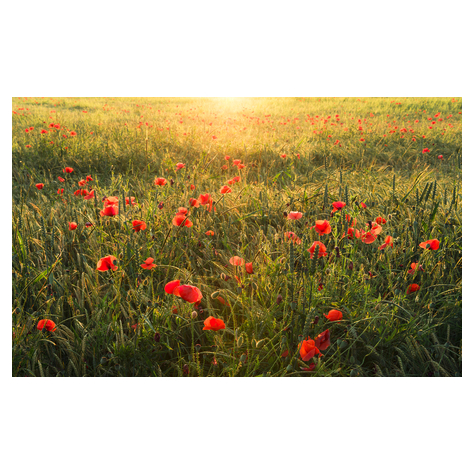 Vlies Fototapete - Poppy World - Größe 450 X 280 Cm