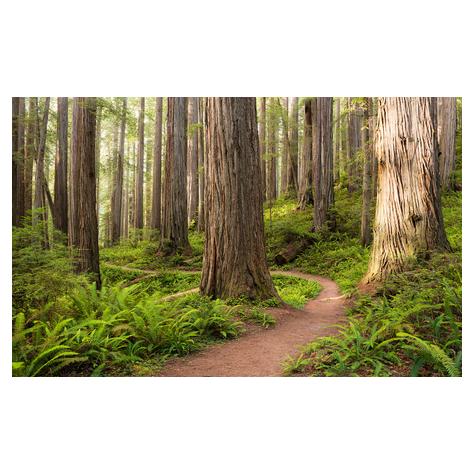 Vlies Fototapete - Redwood Trail - Größe 450 X 280 Cm