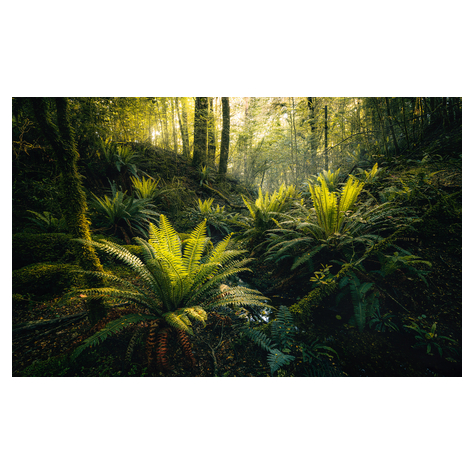 Papier peint photo - fjordland woods - taille 450 x 280 cm
