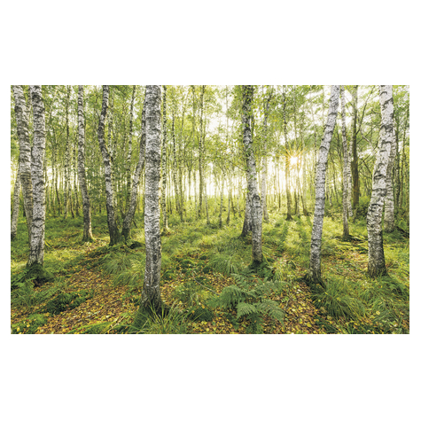 Vlies Fototapete - Birch Trees - Größe 400 X 250 Cm
