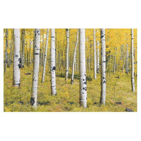 Papier peint photo - forêt orange - dimensions 400 x 250 cm