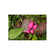 Analplug : Gplug Small Neon Pink Gvibe 5060320510165