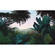 Papier peint photo - jungle morning - dimensions 400 x 250 cm