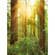 Non-Woven Wallpaper - Redwood - Size 200 X 260 Cm