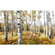 Carta Da Parati Adesiva Fotografica  - Aspenwoods Colorati - Dimensioni 450 X 280 Cm