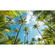 Carta Da Parati Adesiva Fotografica  - Coconut Heaven - Dimensioni 450 X 280 Cm
